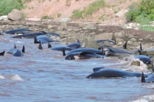 W kanadzie wyrzucono szesnaście delfinów W kanadzie wyrzucono szesnaście delfinów